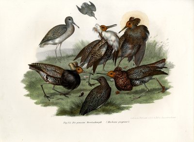 Ruff by German School